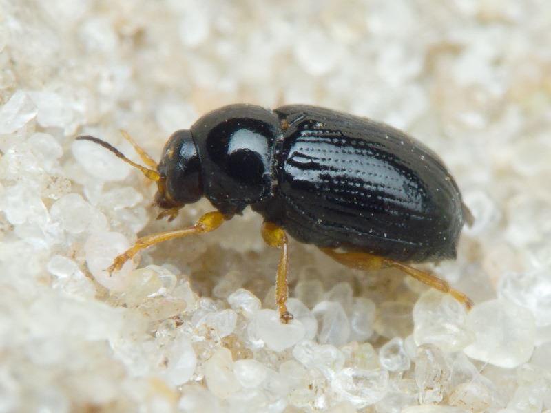 Cryptocephalus (Burlinius) ocellatus Drapiez, 1819